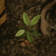 certificazione verde certificazione verde